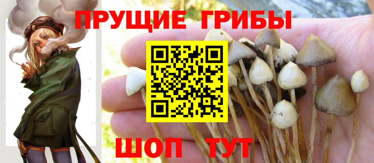 Псилоцибиновые грибы Psilocybe  Вход с VPN  Майский 
